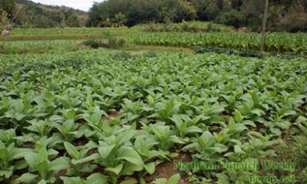 Ti mani ken ti dangadang dagiti mannalon ti Ilocos Sur (1/4)