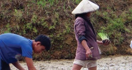 Maysa nga innadal iti palay production