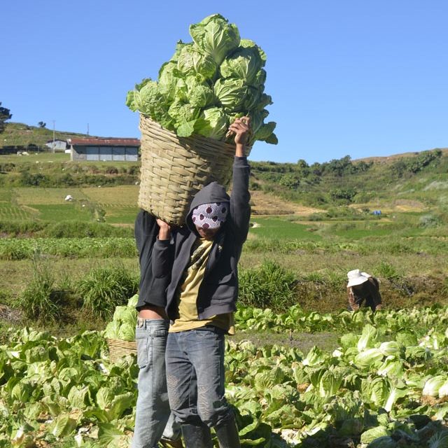 Agriculture no longer leading employment in Cordillera