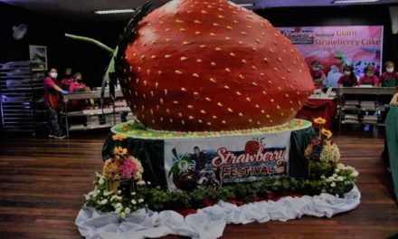 Sweet Benguet strawberries gone stale