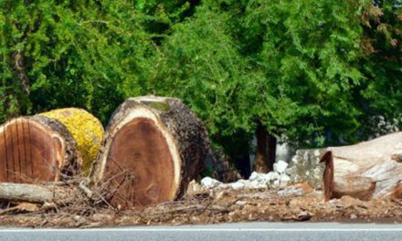 Legislators stop tree-cutting operation in Ilocos Sur