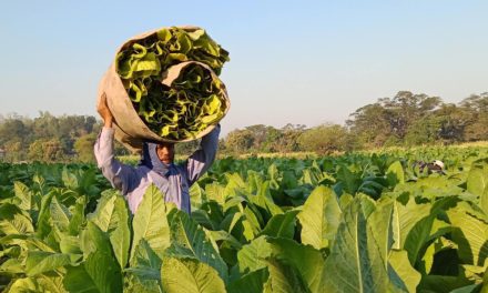 AGAINST ALL ODDS | Why do Ilokano farmers stick with tobacco?