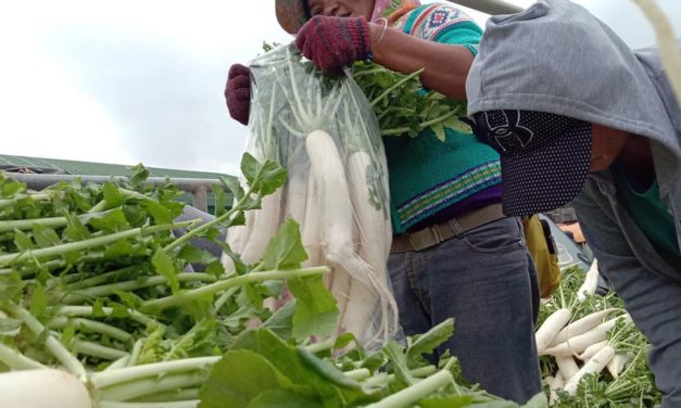 Cordillera farmers get a boost from Anglican Church amid manipulation, smuggling