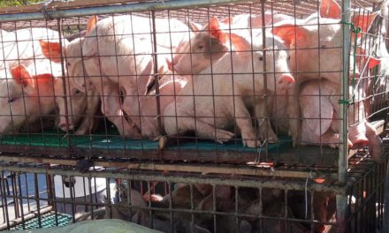 Farmers, hog raisers call for aid amid ASF surge in Ilocos
