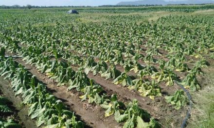 WHEN IT RAINS, IT POURS | Tobacco farmers grapple with debts, losses from torrential rains