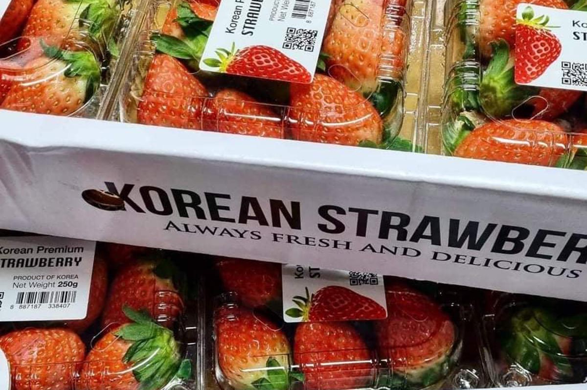 Northern Dispatch Benguet farmers, dealers urge govt to cancel import permit for strawberries