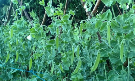 DA says minimal frost damage does not affect veggie supply