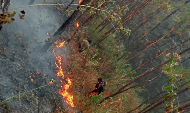 Fires raze 200 hectares of forest in the Cordillera
