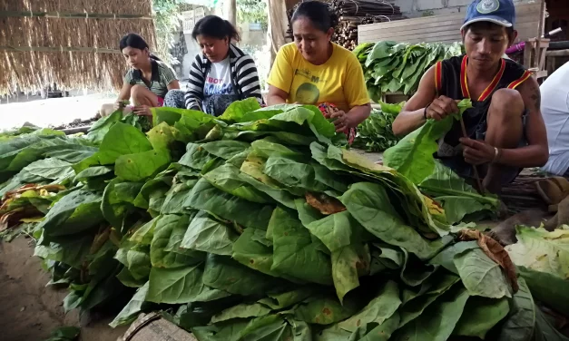 Farmers seek P200/kilo tobacco floor price, end grading system