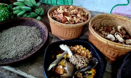Food, forests, freedom: Gulay Pa More brings food heritage advocacy to Sagada