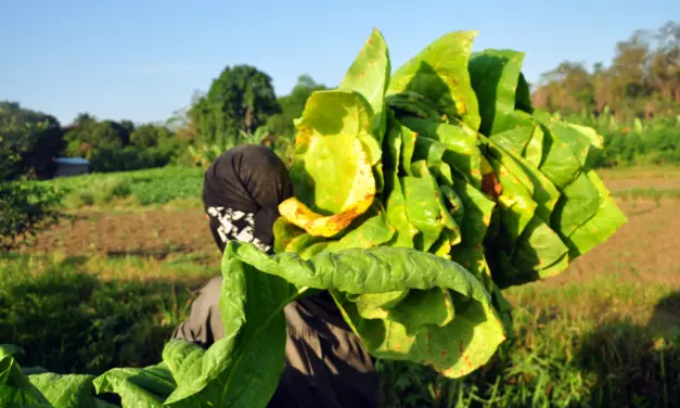Tobacco leaves trading continues despite the onset of rains