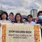 Farmers, advocates renew call to ban Golden Rice