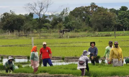 Farmers hit ‘too late’ rice policies amid low prices, typhoon losses