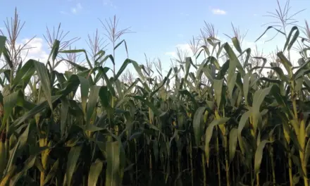 Ilocos Sur farmers group slams plan to cut corn subsidies