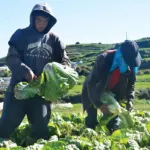 Benguet farmers squeezed by rising fuel, falling farmgate prices