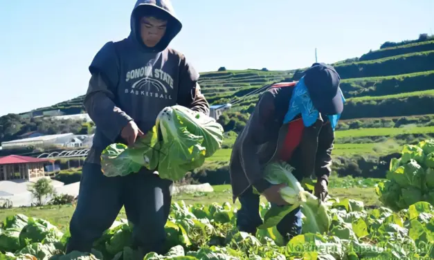 Benguet farmers squeezed by rising fuel, falling farmgate prices