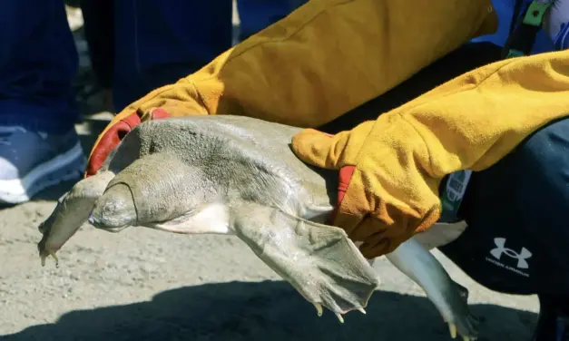 Endangered giant softshell turtle released into Apayao River
