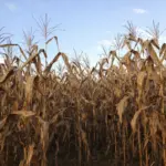 Isabela under state of calamity as drought hits crops