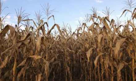Isabela under state of calamity as drought hits crops