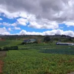 ‘Kalbaryo ng magsasaka.’ Rising fuel, production costs burying farmers in debt