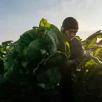 Tobacco farmers dispute NTA claim on price, grading issues