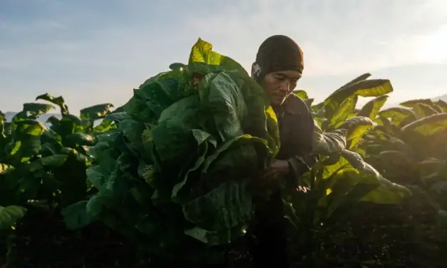 Tobacco farmers dispute NTA claim on price, grading issues