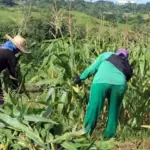 Farmers group: Fuel crisis deepens drought impact in Cagayan Valley