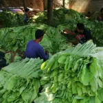 Ilocos Norte farmers seek price support, P30K aid for tobacco losses