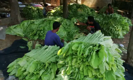 Ilocos Norte farmers seek price support, P30K aid for tobacco losses