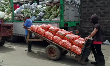Benguet town official questions government’s carrot importation  plan