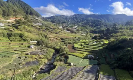 Don’t just buy our harvest, buy them fair, Benguet farmers ask