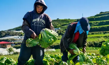 One bad season away: Benguet farms face climate and market risks 