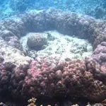 How scientists unlocked 112 years of climate history with corals in La Union