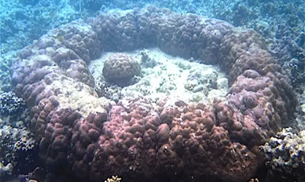 How scientists unlocked 112 years of climate history with corals in La Union